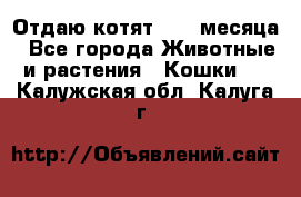 Отдаю котят. 1,5 месяца - Все города Животные и растения » Кошки   . Калужская обл.,Калуга г.